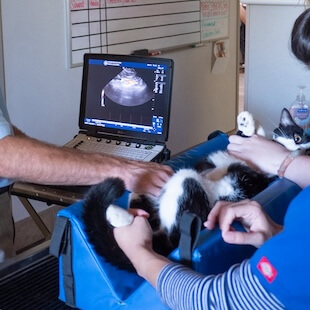 Pet Ultrasound in Granbury