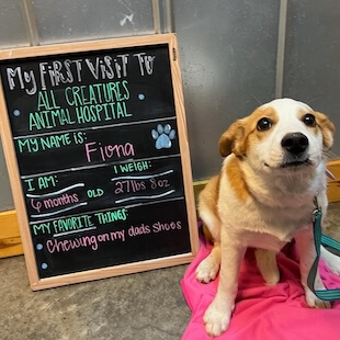 Pet Wellness Care in Granbury
