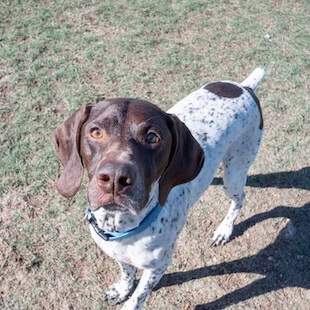 Same Day Pet Services in Granbury
