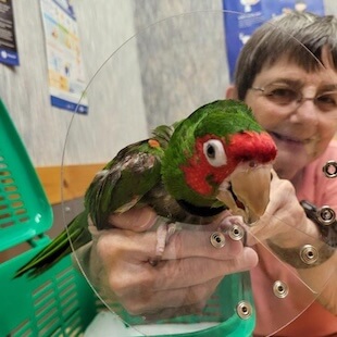 Pet Surgery Services in Granbury