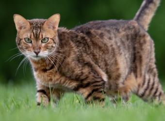 The Ins and Outs of Identifying & Treating Cat Bug Bites and Insect Stings