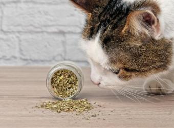 Catnip: What It Is, How It Works, and Why Cats Love It