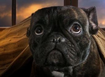 How to Calm a Dog During Thunderstorms: Treating Storm Anxiety in Dogs