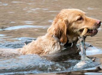 Leptospirosis in Dogs: Everything You Need to Know