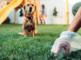 The Ultimate Guide to What Your Dog's Poop is Telling You